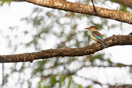 brown-hooded kingfisher (Halcyon albiventris) perched on a tree branch.