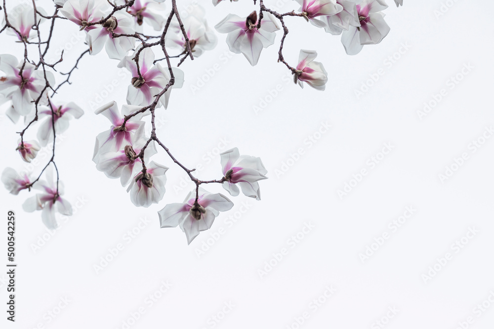 Naklejka premium beautiful magnolia blooming in spring