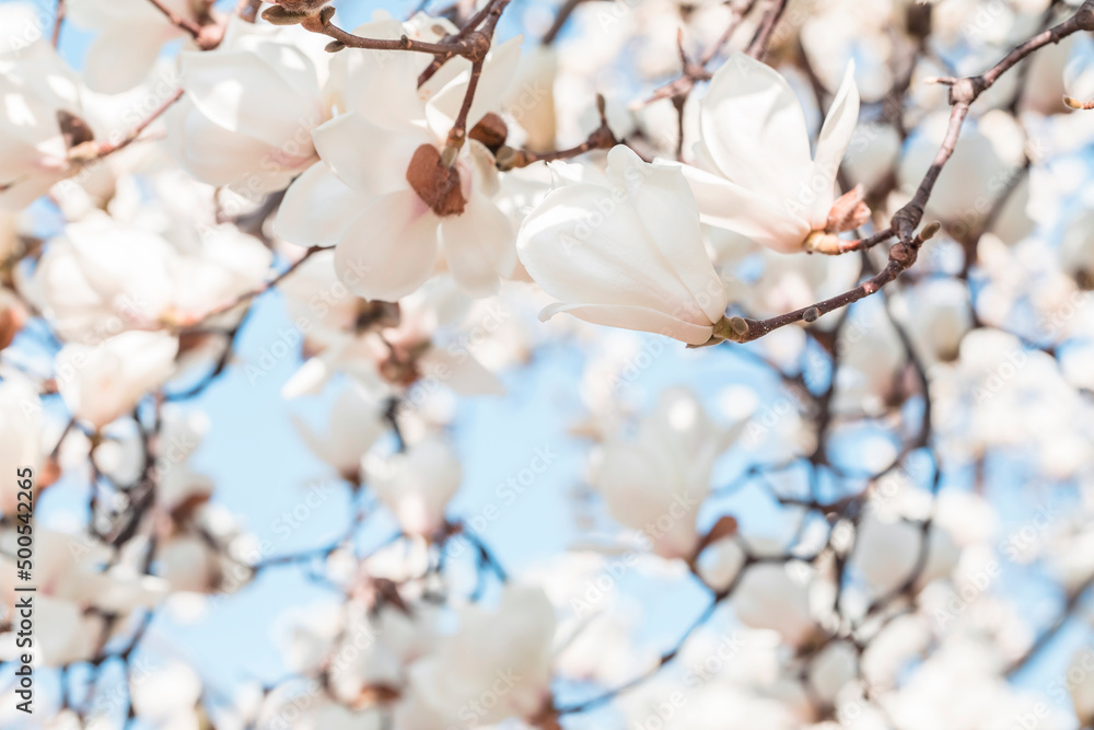 beautiful magnolia blooming in spring