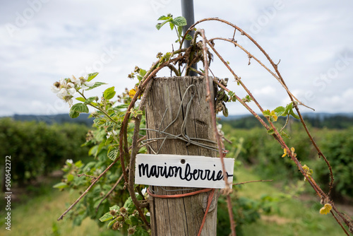 Closeup of the marionberries sign in an orchard during summertime. The marionberry is a cultivar of blackberry and accounts for over half of all blackberries produced in Oregon. photo