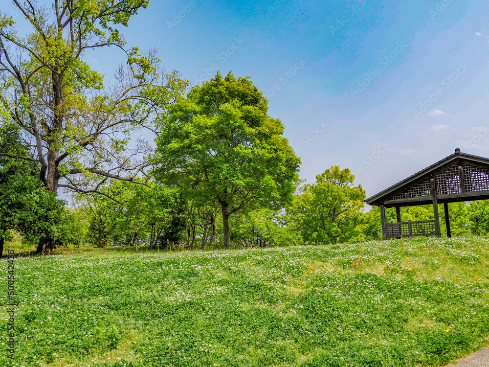 Naklejka premium 新緑と青空の公園