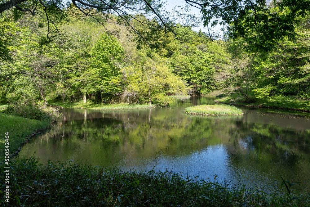 谷戸にある池と新緑の風景