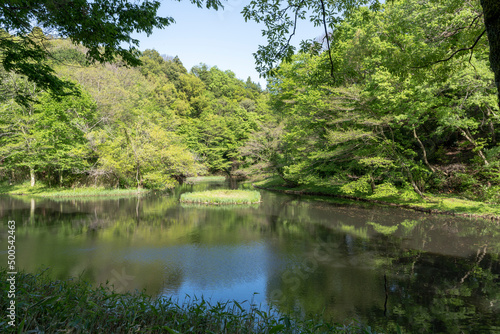 谷戸にある池と新緑の風景