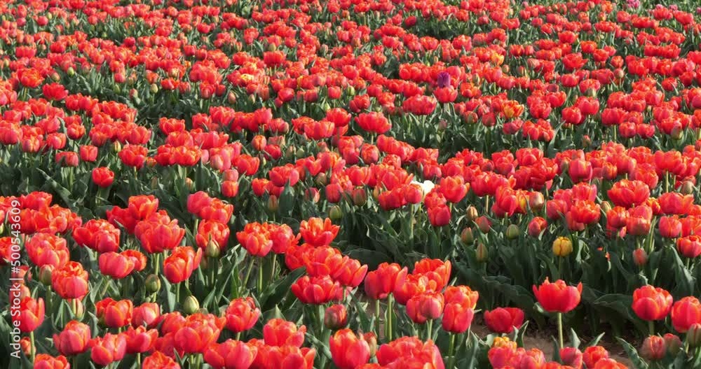 Tulips field in the Provence, Alpes de Haute Provence, France