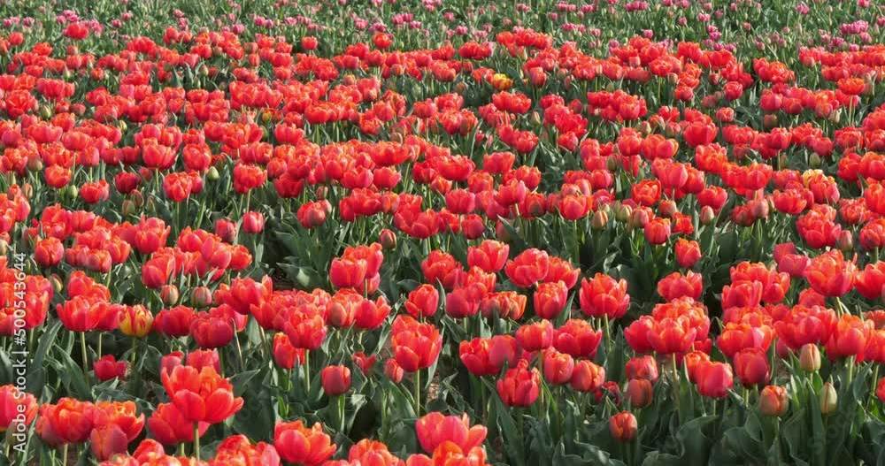 Tulips field in the Provence, Alpes de Haute Provence, France Tulips field in the Provence, Alpes de Haute Provence, France
