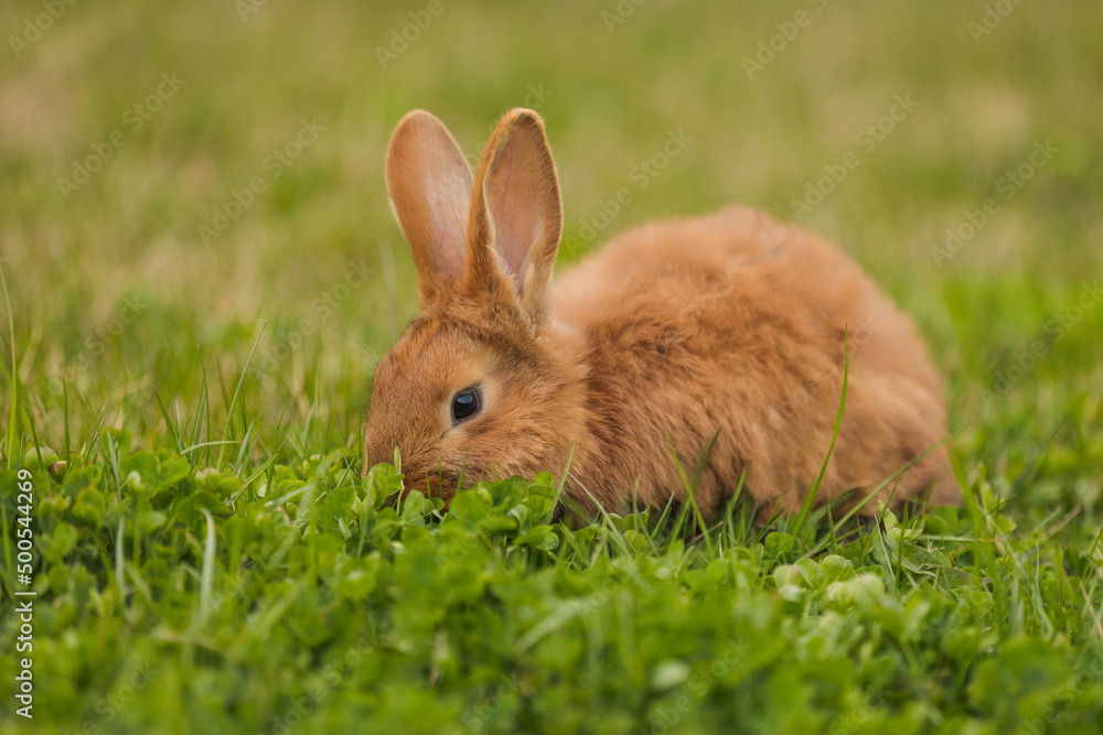 orange rabbit on the lawn grazes the grass