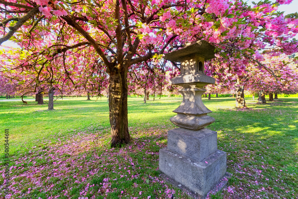 Japanese cherry blossom in the North grove of the Sceaux park. Ile-De-France region