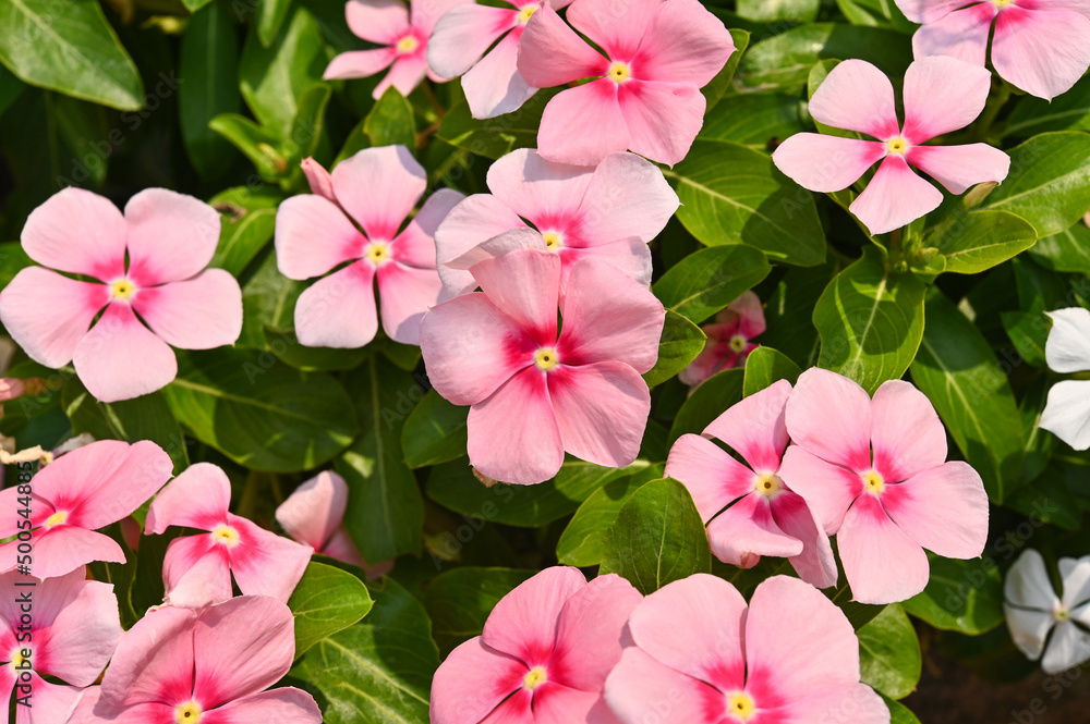 Catharanthus Roseus  or Vinca flower, pink ,white  Vinca flower in  garden.