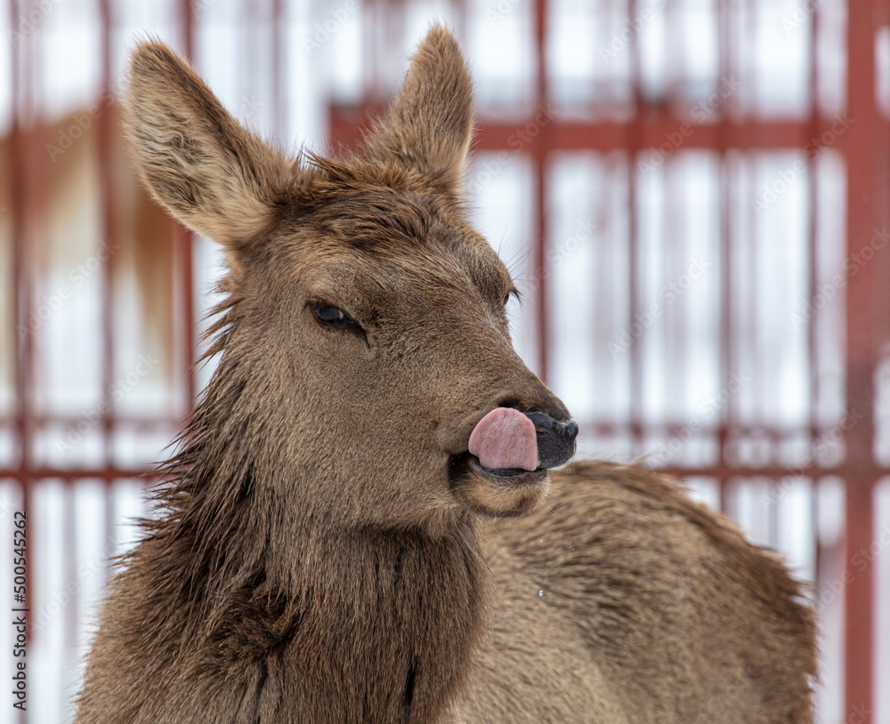 Fototapeta premium Deer portrait in the zoo.