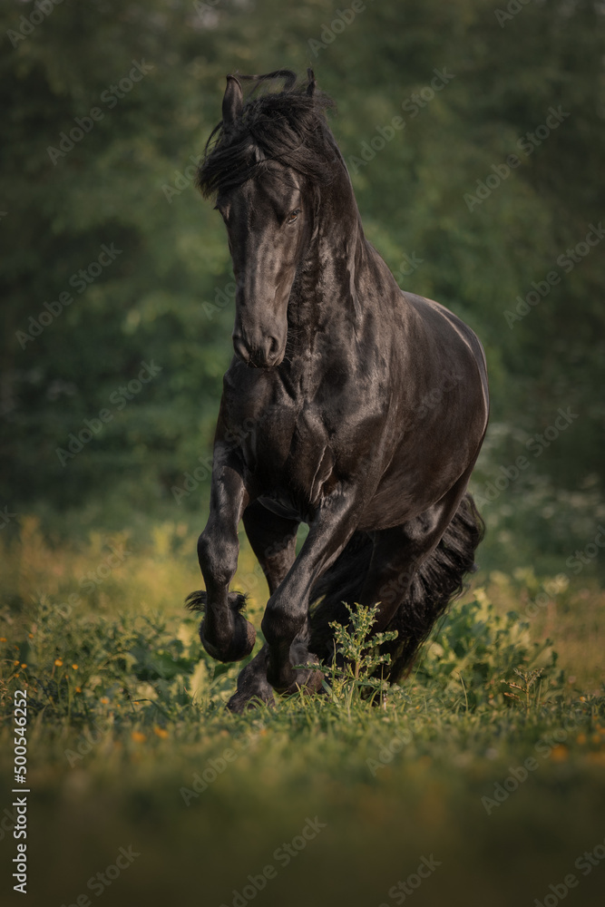 Black horse of the Friesian breed runs through the meadow