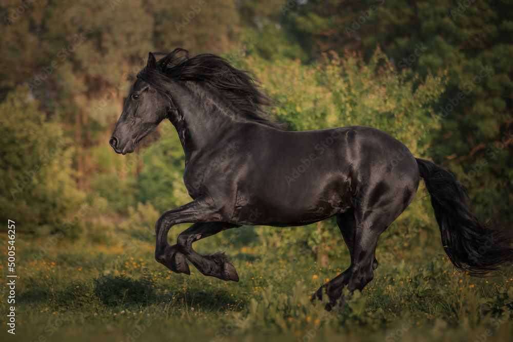 Black horse of the Friesian breed runs through the meadow Black horse of the Friesian breed runs through the meadow
