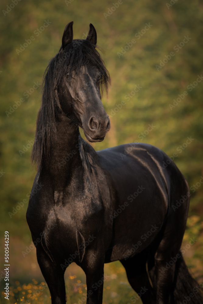 Portrait of a black horse of the Friesian breed
