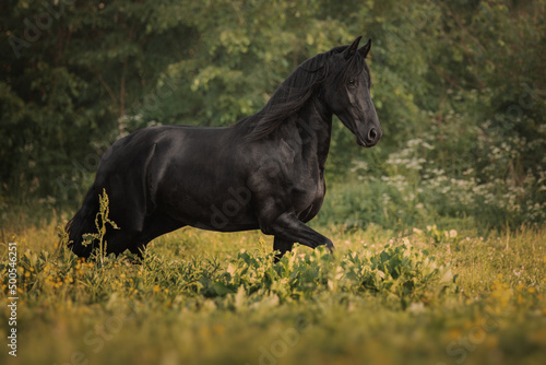 Black horse of the Friesian breed runs through the meadow