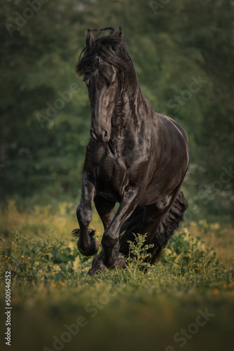 Black horse of the Friesian breed runs through the meadow © julia_siomuha
