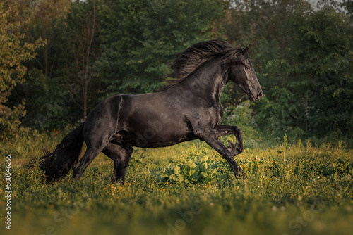 Black horse of the Friesian breed runs through the meadow