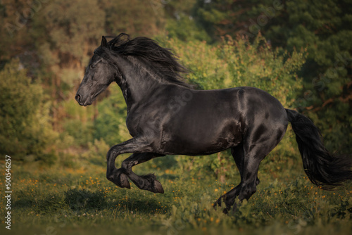 Black horse of the Friesian breed runs through the meadow