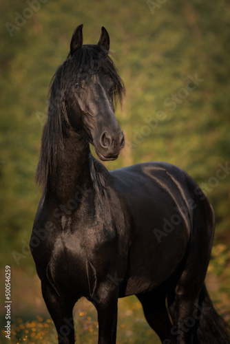 Portrait of a black horse of the Friesian breed © julia_siomuha