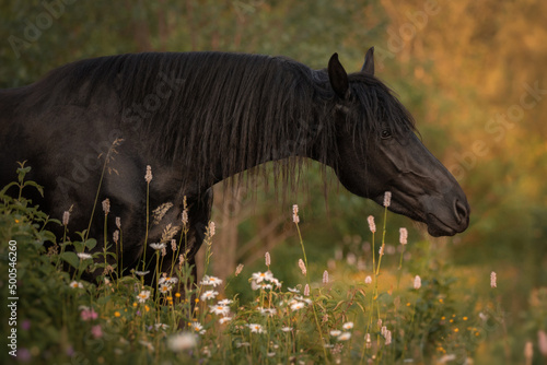 Portrait of a black horse of the Friesian breed