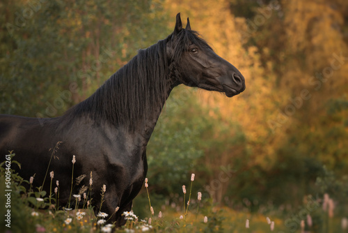 Portrait of a black horse of the Friesian breed