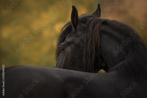 Portrait of a black horse of the Friesian breed