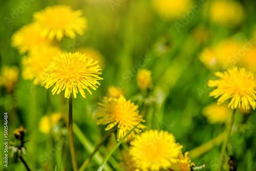 Yellow dandelions blooming on grass background 