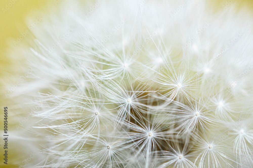 angel hair　たんぽぽ