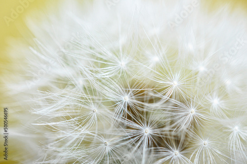 angel hair               