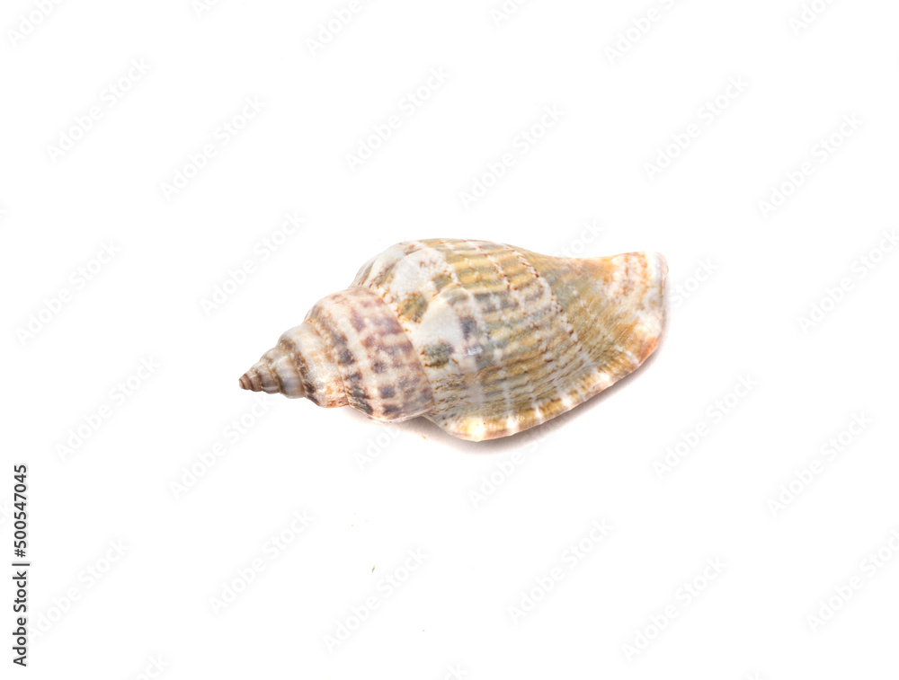 Seashell isolated on white, top view Seashell isolated on white, top view