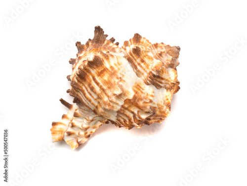 Seashell isolated on white, top view