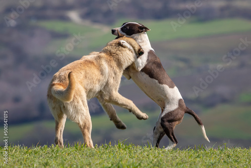 Murais de parede two dogs fighting