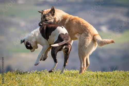 Obraz na płótnie two dogs fighting