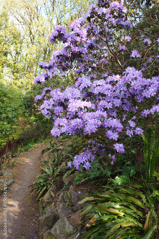 nature landscape featuring path past purple rhododendron flower bush in Germany Europe nature landscape featuring path past purple rhododendron flower bush in Germany Europe