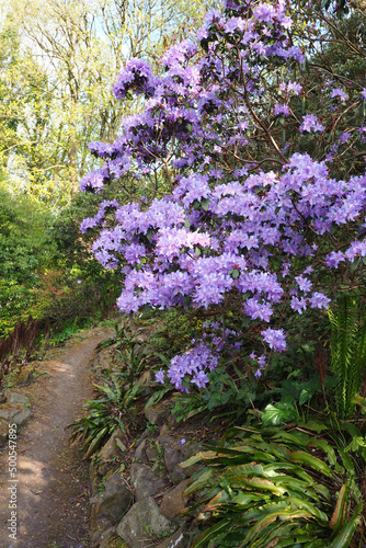 nature landscape featuring path past purple rhododendron flower bush in Germany Europe 