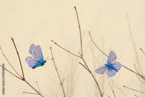 Blue butterflies fly over leafless branches in spring, illuminated by the sun against a yellow cement wall. Beautiful natural background. Fabulous butterflies. Selective focus