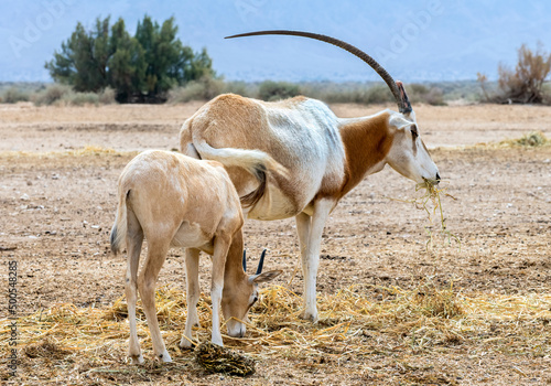 Young and adult antelope scimitar horn Oryx (Oryx leucoryx). Due to danger of...