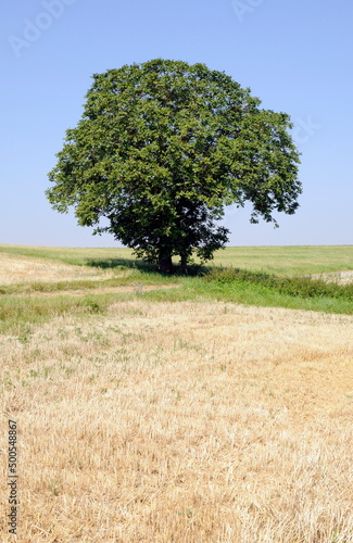 Baum auf einem Feld