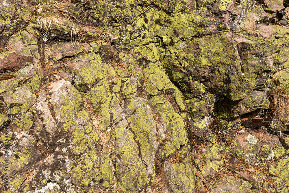 Green lichen and moss on the rock