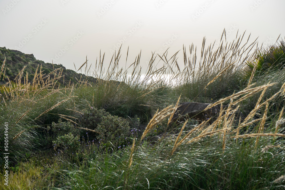 LANDSCAPE WITH PLANTS AND FLOWERS LANDSCAPE WITH PLANTS AND FLOWERS