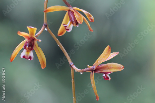 The beauty of the wild Cymbidium orchid in full bloom. This orchid has the scientific name Cymbidium aloifolium. photo