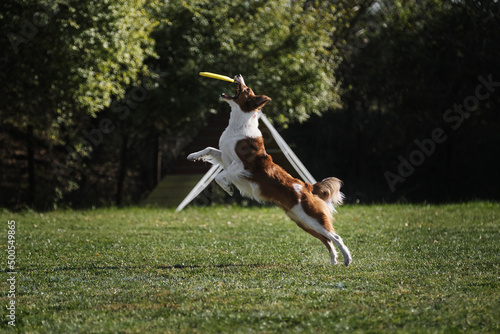 Dog frisbee. Competitions of dexterous dogs. A border collie of red sable color jumps and catches a flying saucer in flight with his mouth. The pet grabs the disk with its teeth.