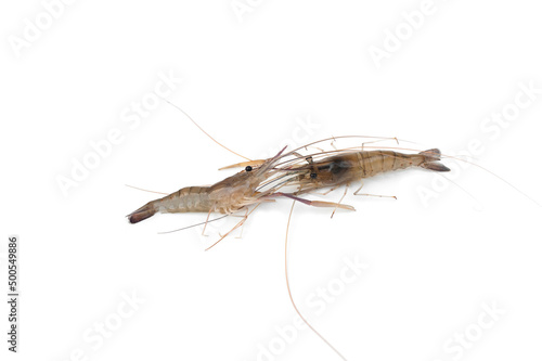 Giant river prawn isolated on white background.