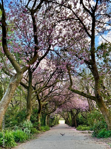 Squirrel crossing path under cherry trees 