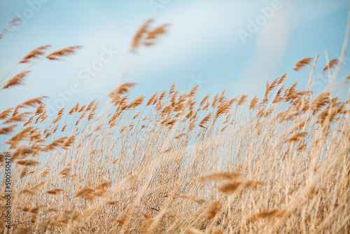 grass and sky