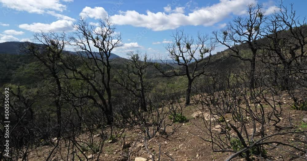 Burned forest, Massif des Maures, Provence, France Burned forest, Massif des Maures, Provence, France