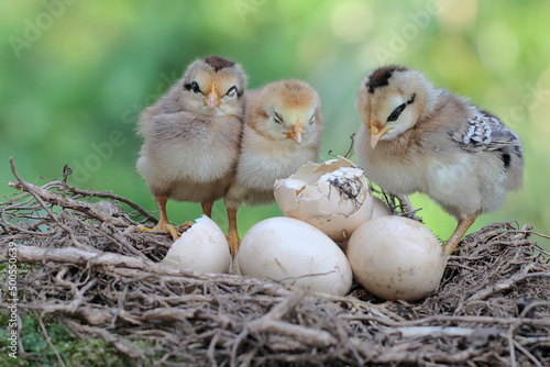 Three newly hatched chicks are in the nest. This animal has the scientific name Gallus gallus domesticus. © I Wayan Sumatika