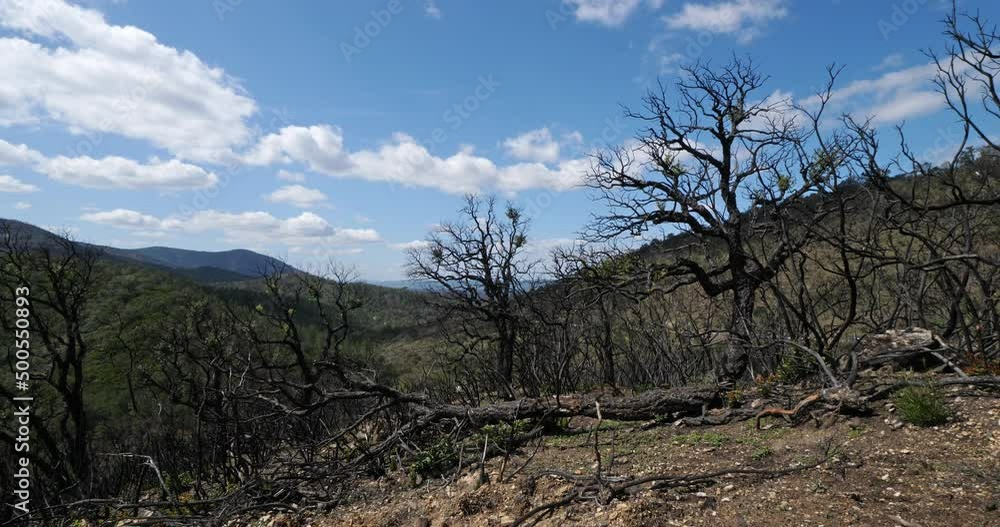 Burned forest, Massif des Maures, Provence, France Burned forest, Massif des Maures, Provence, France