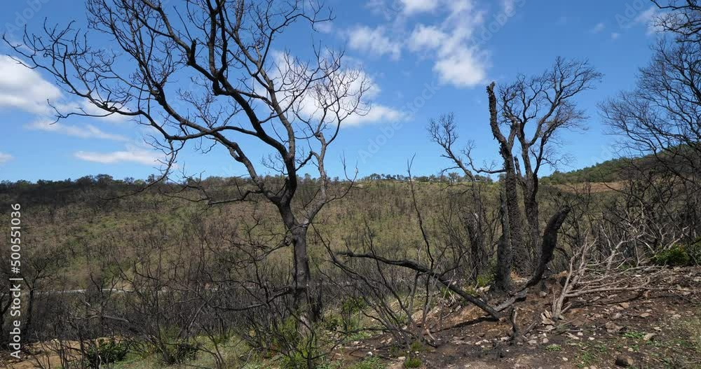 Burned forest, Massif des Maures, Provence, France Burned forest, Massif des Maures, Provence, France