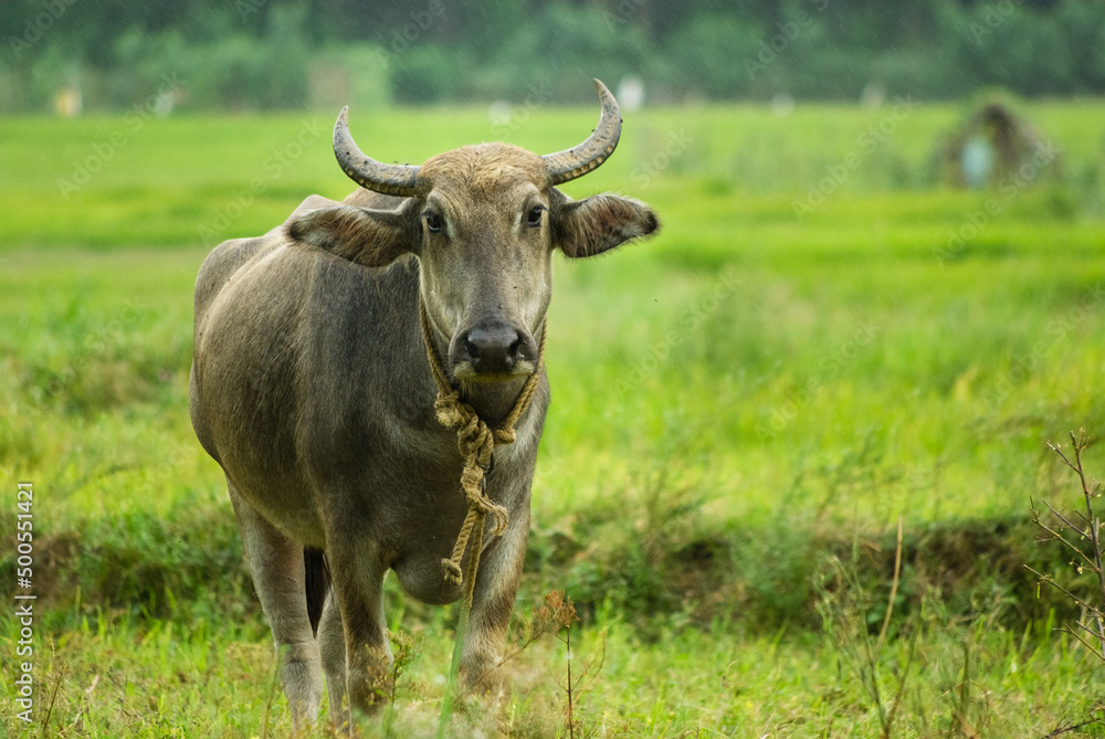 Domesticated water buffalo in fields Domesticated water buffalo in fields