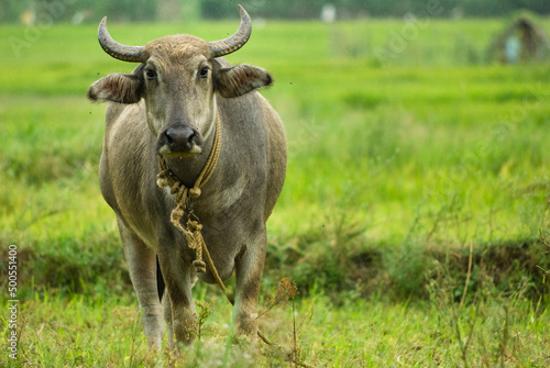 Fototapeta Naklejka Na Ścianę i Meble -  Domesticated water buffalo in fields