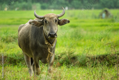 Domesticated water buffalo in fields